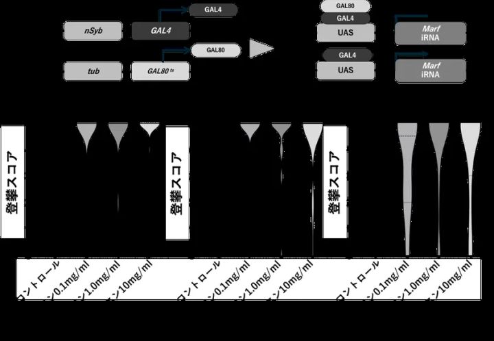 図2 MFN2ノックダウンショウジョウバエにおけるアルギニンの運動機能