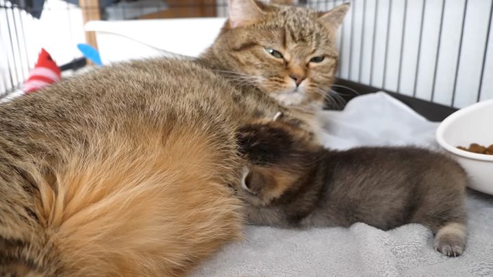 赤ちゃん猫にミルクを飲ませる母猫