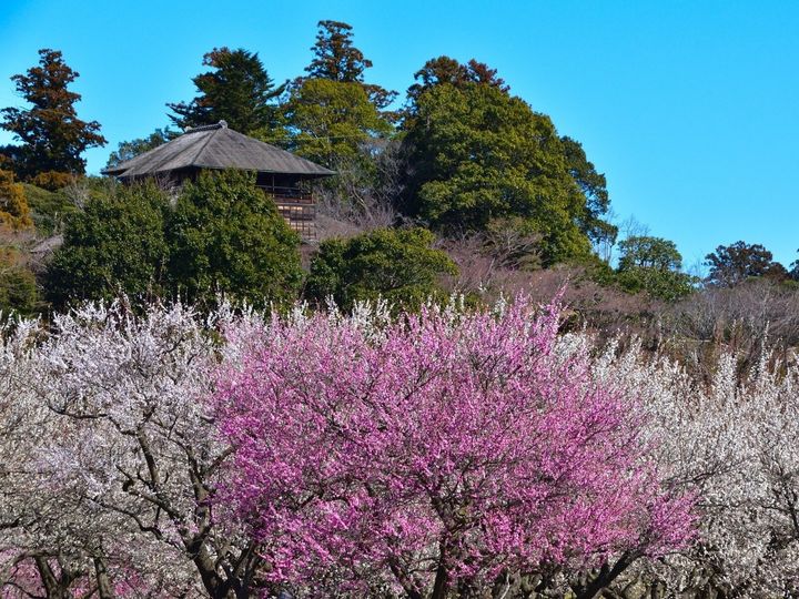 All About ニュース編集部が全国250人を対象に実施した旅行に関するアンケートの調査結果から、春に行きたいと思う「茨城県の旅行先」ランキングを発表！ 2位「偕楽園」を抑えた1位は？