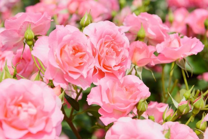 4月15日の花とは？【366日の誕生花と幸せの花言葉】