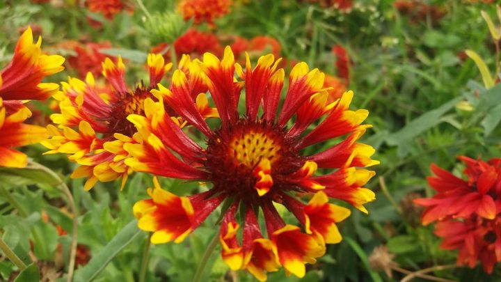 ガイラルディア‘ファンファーレ’