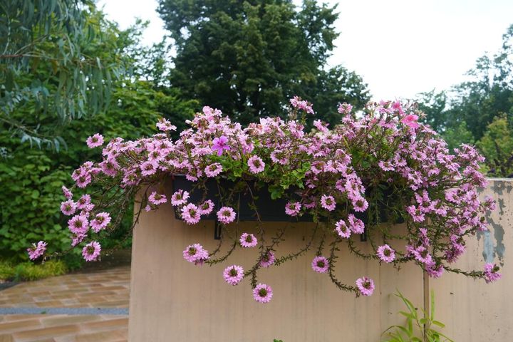 高さのあるコンテナでの植栽例