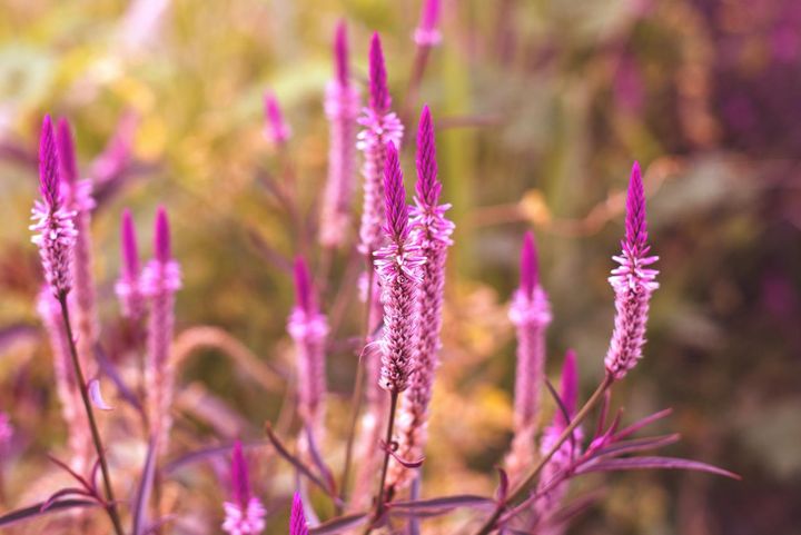 セロシア・スピカータ