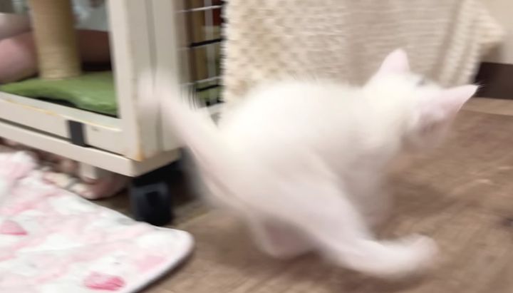 ドリフトを覚えた子猫