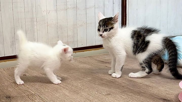 子猫と兄猫