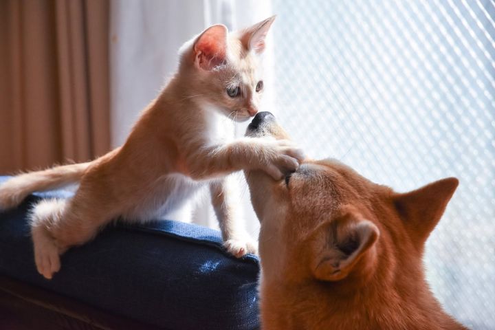 犬や猫の換毛と脱毛の違いとは？（画像はイメージ）