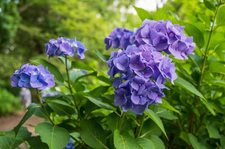 アジサイ、国営昭和記念公園、東京都昭島市、立川市