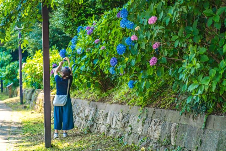 東京の都市風景 紫陽花が咲く飛鳥の小径 初夏の風景 写真を撮る女性