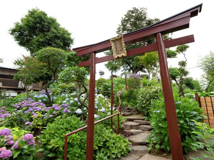 アジサイが満開の白山神社 富士塚