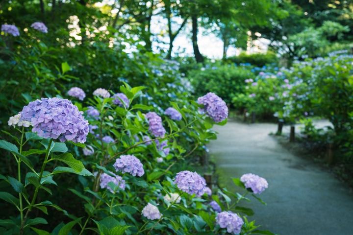 小平あじさい公園に咲く紫陽花