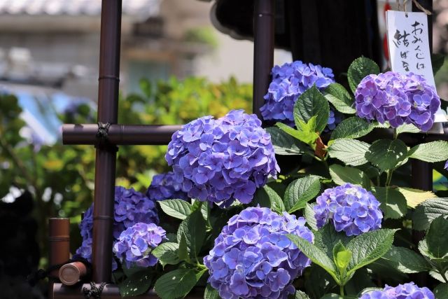 白山神社付近の紫陽花