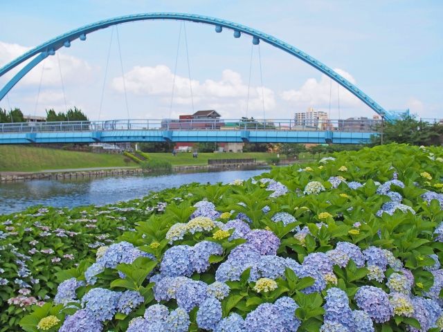 旧中川水辺公園 紫陽花 橋