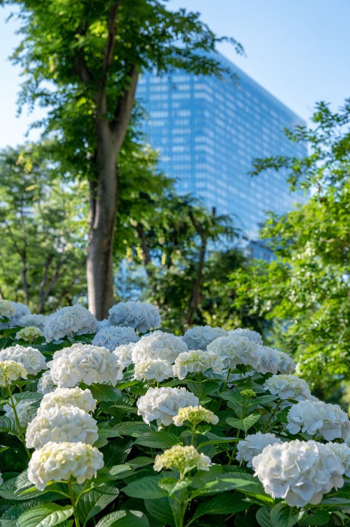 東京都新宿区西新宿の公園に咲くたくさんの紫陽花