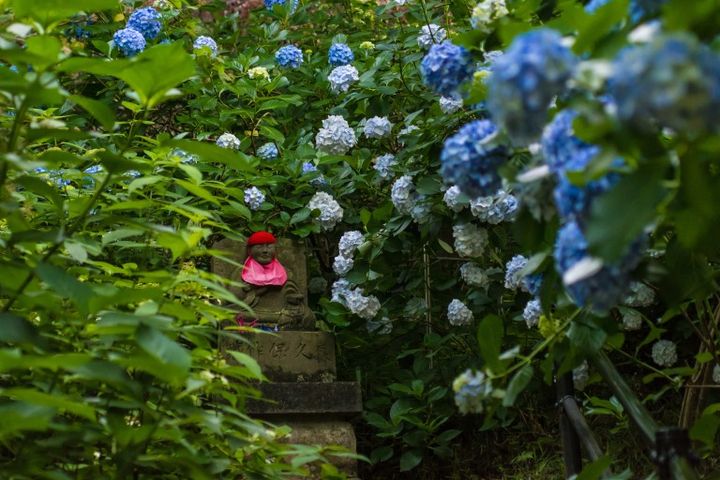 高幡不動尊の紫陽花とお地蔵さん