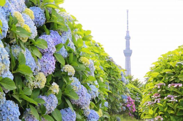 旧中川水辺公園 紫陽花とスカイツリー