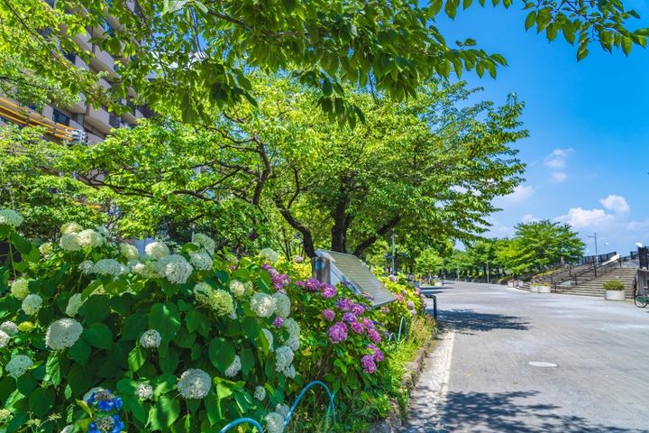 東京の都市風景 紫陽花が咲く隅田公園 初夏の風景