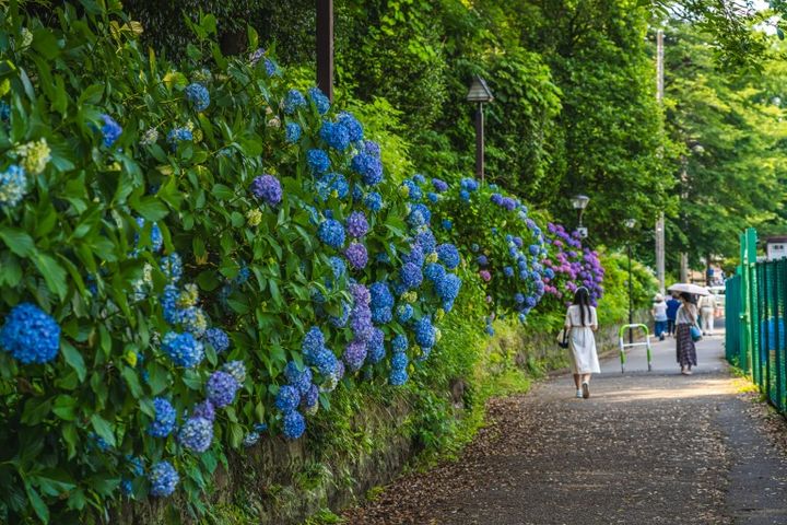 東京の都市風景 紫陽花が咲く飛鳥の小径 初夏の風景
