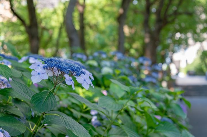 東京都新宿区西新宿の公園に咲くたくさんの紫陽花 アジサイロード