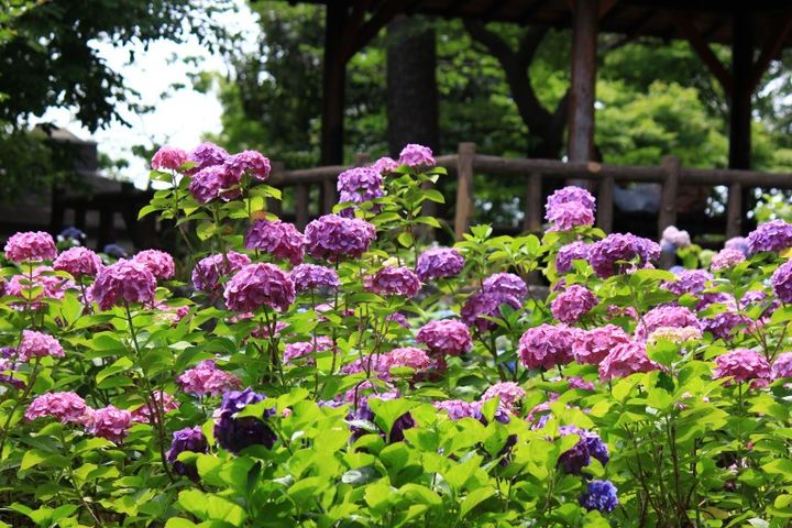 多摩川台公園の紫陽花（あじさい） 東急東横線・目黒線の多摩川駅前にある多摩川台公園は6月になると、たくさんのアジサイの花に埋め尽くされる 