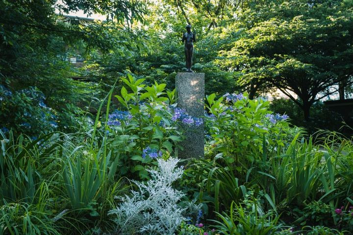小平あじさい公園に咲く紫陽花