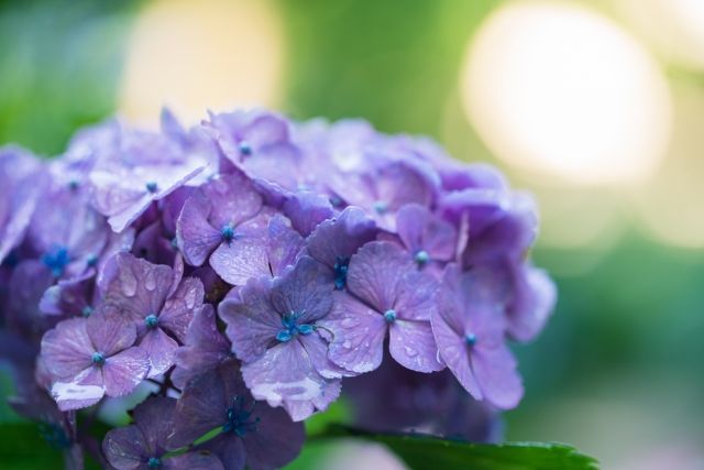 雨に濡れた紫陽花の写真