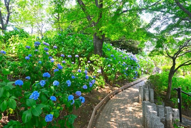 紫陽花が咲く多摩川台公園