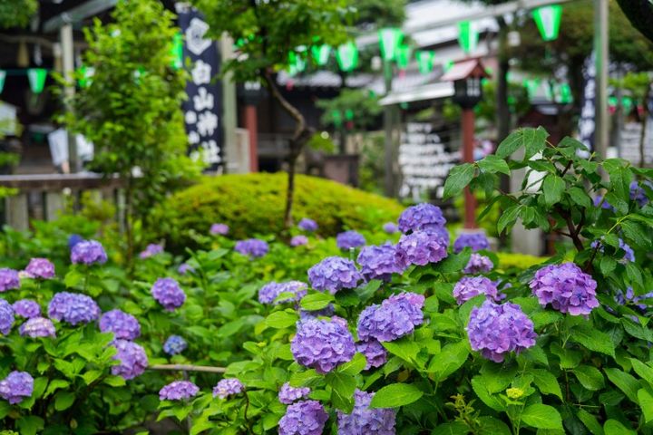 東京 文京区 白山神社の紫陽花 