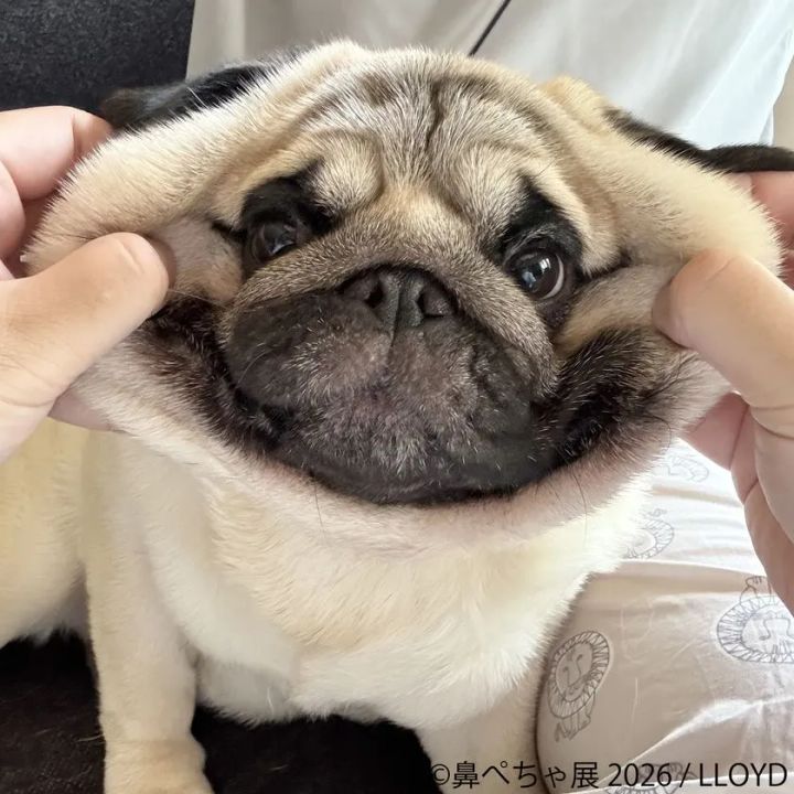 展示作品：LLOYD