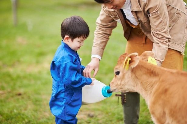 お仕事体験～酪農家編～ミルクを飲む子牛とのふれあいを通じて、命の営みと農業の大切さを学べる