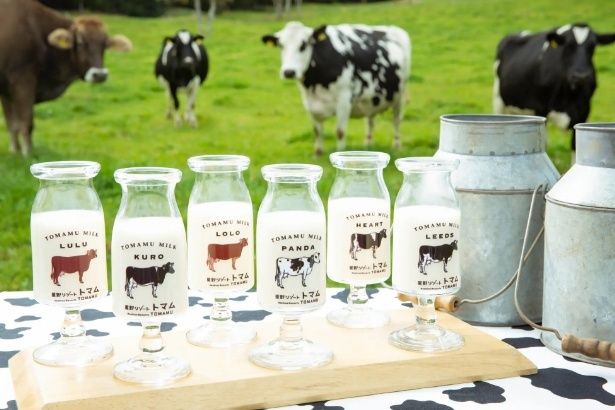 ファーム星野の牛たちの個体別の牛乳を飲み比べるアクティビティ「モーモー学校」。異なる牛から採れた牛乳の味わいの違いをクイズ形式で学ぶことで、牛の個性と習性を発見！