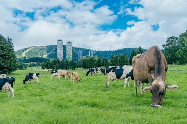 ファームエリアで放牧されている牛