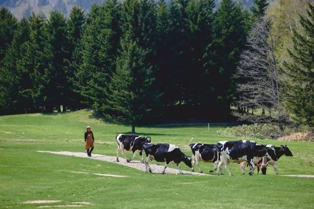 【写真】まきば開き。春からの放牧シーズンに約100ヘクタールの広大なファームエリアで展開される、北海道らしい風景