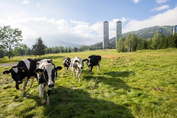放牧されているホルスタイン