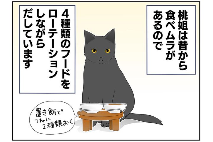 【マンガ・老猫日誌＃41】老猫がゴハンにそっぽ向いたワケ。19歳の元保護猫・桃姐