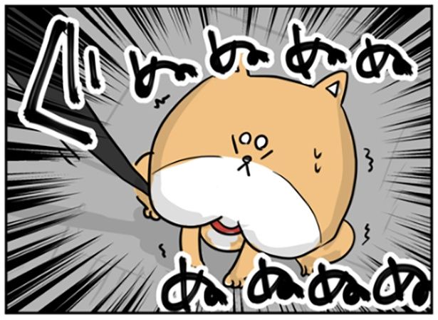 リードを引っ張られても動かない柴犬 画像提供：しゃけなかほいさん