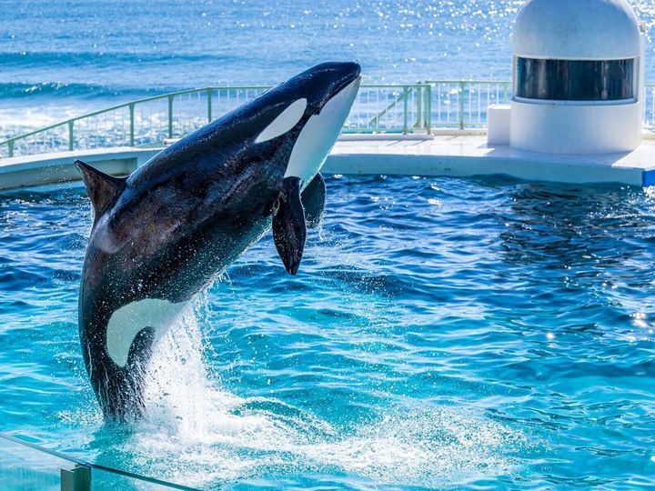 All About ニュース編集部が全国250人を対象に実施した旅行に関するアンケートの調査結果から、春に行きたいと思う「千葉県の旅行先」ランキングを発表！ 2位「鴨川シーワールド」を抑えた1位は？