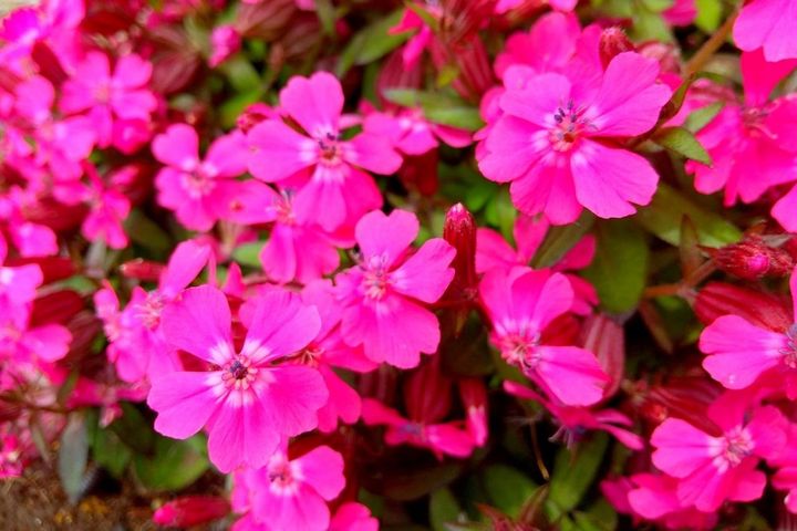 4月16日の花とは？【366日の誕生花と幸せの花言葉】