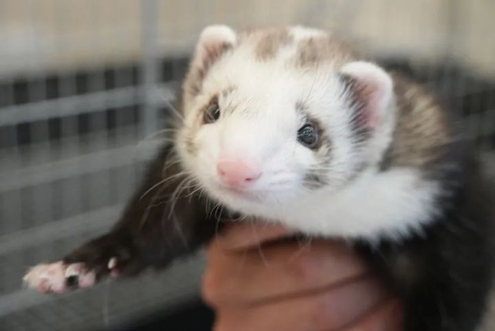 フェレット(1)