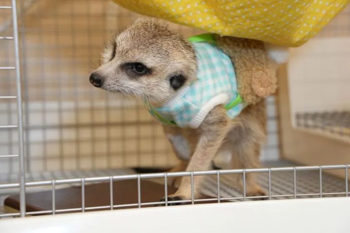 ミーアキャット(1)