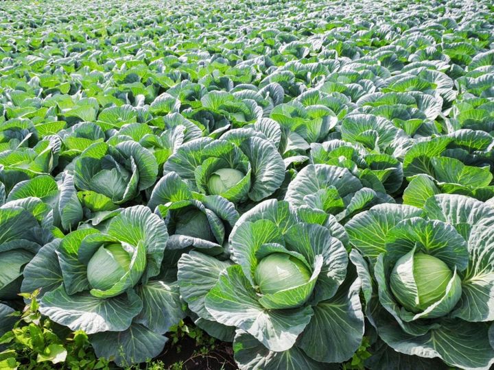 All About ニュース編集部が全国250人を対象に実施した「難読駅に関するアンケート」の調査結果から、桃太郎電鉄で読むのが難しいと思う「群馬県の物件駅」ランキングを発表！ 2位「嬬恋」を抑えた1位は？