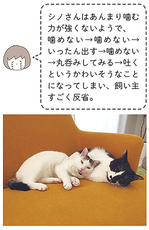 飼い主すごく反省 （C）卵山玉子／KADOKAWA