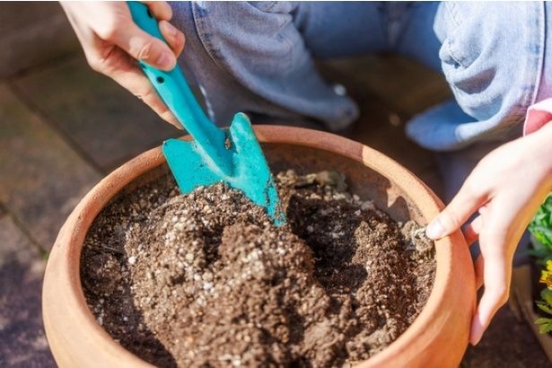 本格的に暑くなる前にガーデニングや植え替えを (C)Flatpit / PIXTA