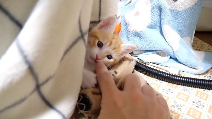 頭だけチョコンと出してる子猫