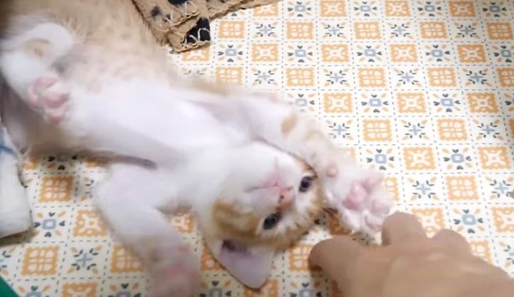 誘い出される子猫