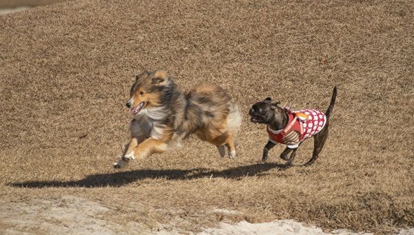 【岐阜県恵那市】愛犬と楽しめるゴルフリゾート「メダリオン・ベルグラビアリゾート」でドッグフェス！
