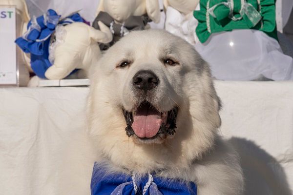 【岐阜県恵那市】愛犬と楽しめるゴルフリゾート「メダリオン・ベルグラビアリゾート」でドッグフェス！