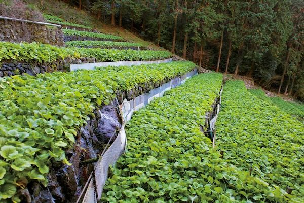 【静岡県静岡市】静岡産本わさびと手火山式製法焼津産鰹節を使用した「極のわさびめしふりかけ」誕生！