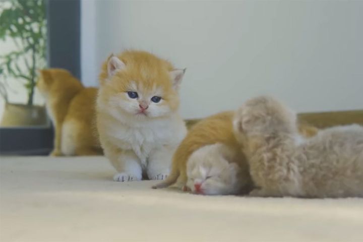子猫の世話をしたい子猫の「プリン」。母猫がいないときの驚きの行動とは！？