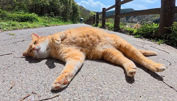 ゴロンゴロンと転がる猫