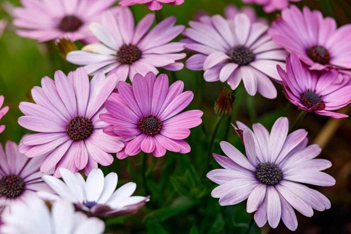 4月17日の花とは？【366日の誕生花と幸せの花言葉】